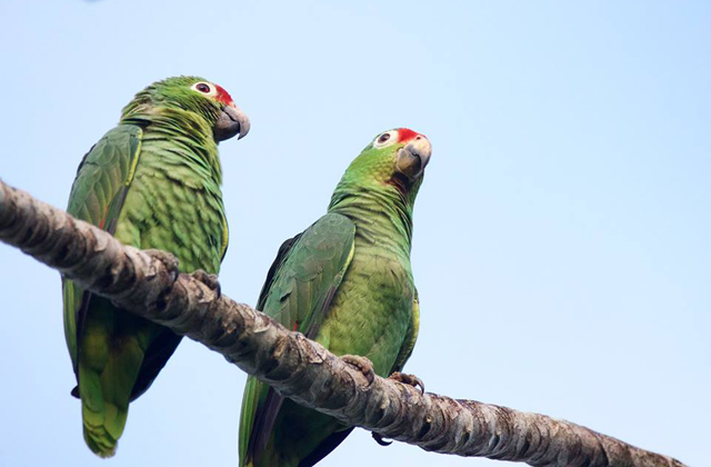  Birdwatching Boca Tapada 